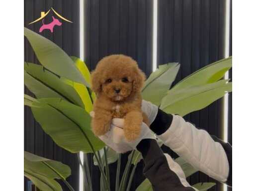 Toy Poodle Sevimli Yavrular Ev Üretimi