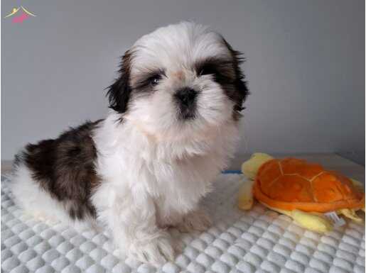 ŞHİHTZU CİNSİ YAVRULAR EV ÜRETİMİ 