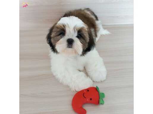 ŞHUTZU CİNSİ EV ÜRETİMİ YAVRULAR 