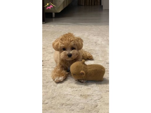 TOY POODLE SEVİMLİ YAVRULAR 