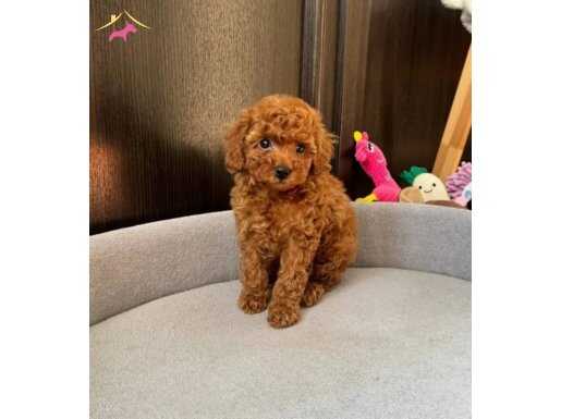 KIPKIRMIZI RED TOY POODLE 