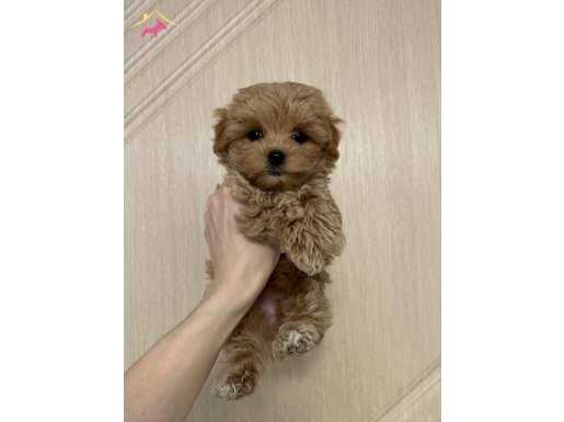 Kahve Tonlu İpeksi Bukleli Maltipoo: Sosyal Ortamların Yeni Yıldızı