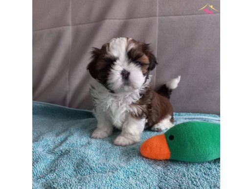 Ev Ortamında Büyüyen Safkan Shih Tzu Yavruları - Irk Garantili