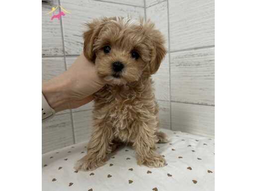 Antibakteriyel Kürklü Sıfır Numara Toy Poodle Yavruları