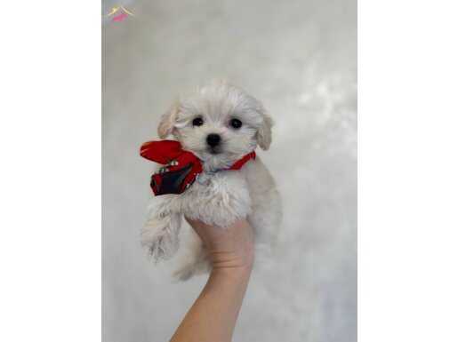 Safkan Ev Üretimi 0 Numara Kar Beyaz Maltese Terrier Yavruları