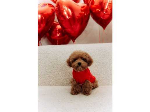 Sosyal Ortamın Yıldızı Kızıl Bukleli Toy Poodle Yavruları