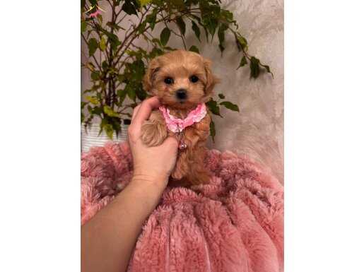 Eğitilebilir Maltipoo Yavruları Tüy Dökmeyen Anti Alerjik Yapısıyla Ev Ortamında