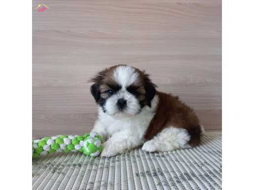 Ev Ortamında Yetişmiş Maskeli Shih Tzu Yavruları - Irk Garantili