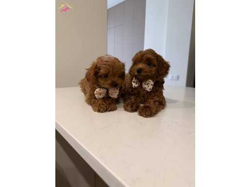 Toy Poodle Sevimli Yavrular Ev Üretimi Köpek Dünyası Üsküdar