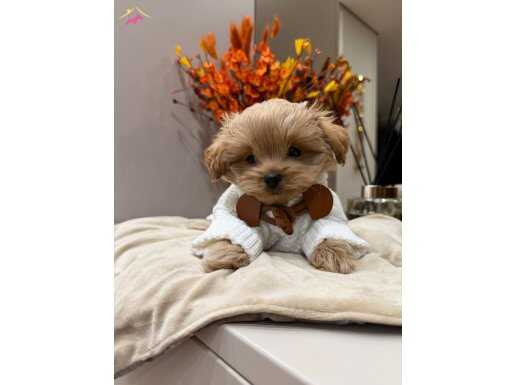  Ev Ortamında Sosyalleşmiş Oyuncu Maltipoo Cinsi Yavrular