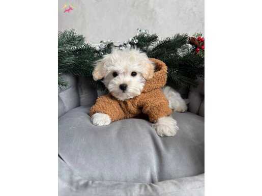 Evinizin Yeni Neşesi: Safkan AB Pasaportlu Maltese Terrier Yavruları