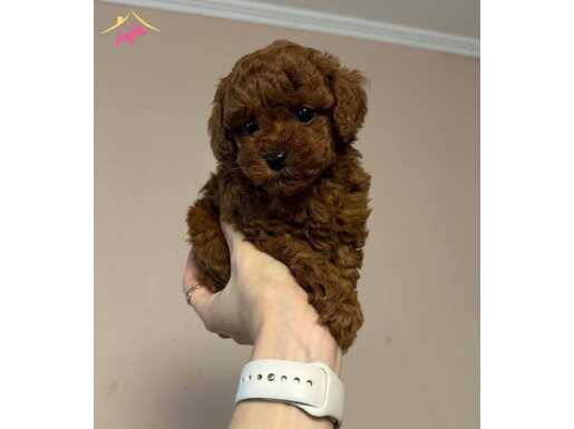 Kıpkırmızı Toy Poodle Yavruları ile Evinize Neşe Katın