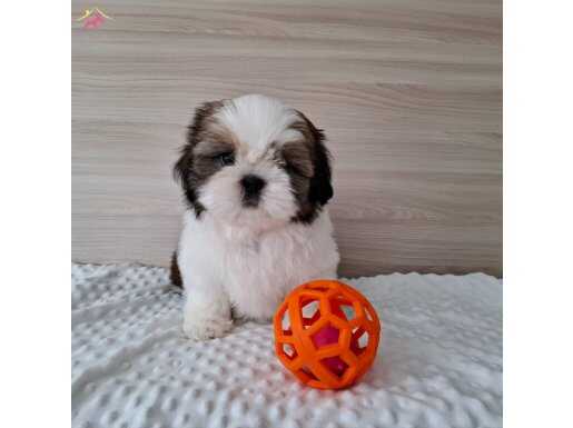 Ev Ortamında Yetişen Antialerjik Morkie Cinsi Yavrular