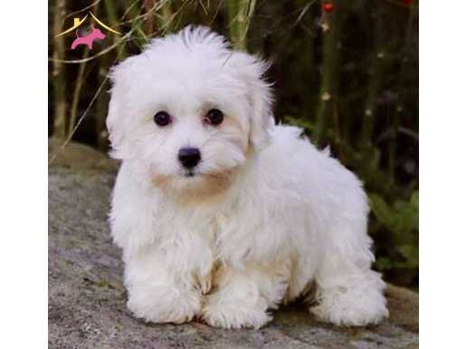 KAR BEYAZ MALTESE TERRİER YAVRULARI