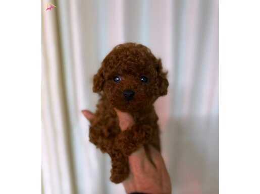 Kıpkırmızı Red Toy Poodle Yavruları | Akıllı ve Tüy Dökmeyen Poodle