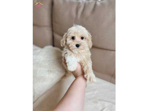 Maltese Terrier Ev Üretimi Akıllı ve Tüy Dökmeyen Yavrular