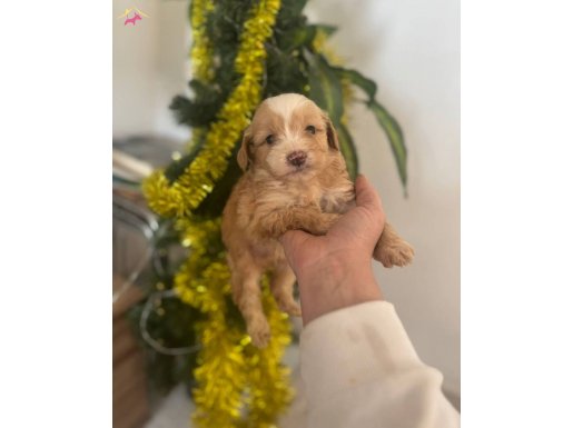 MALTİPOO CİNSİ YAVRULAR EV ÜRETİMİ YAVRULAR 