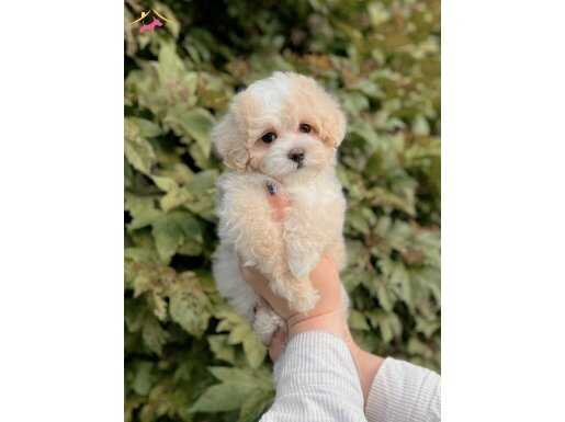 Kar Beyaz Maltese Terrier Yavruları | Köpek Dünyası