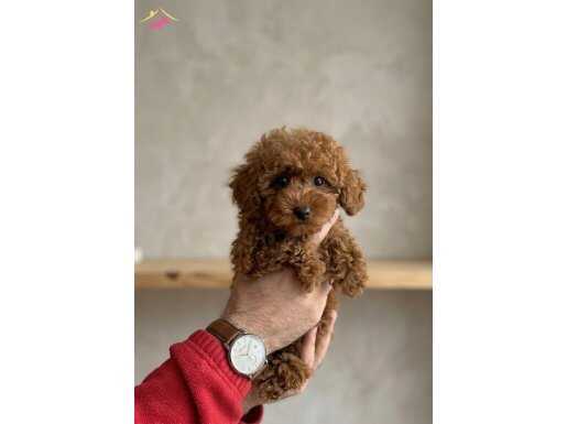 RED TOY POODLE SEVİMLİ YAVRULAR EV ÜRETİMİ 