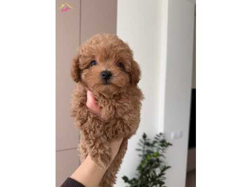 Kıpkırmızı Sevimli Toy Poodle Yavrumuz Köpek Dünyası İçin Hazır