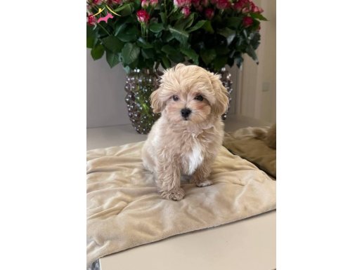 Maltipoo Cinsi Yavrular Ev Üretimi Köpek Dünyası