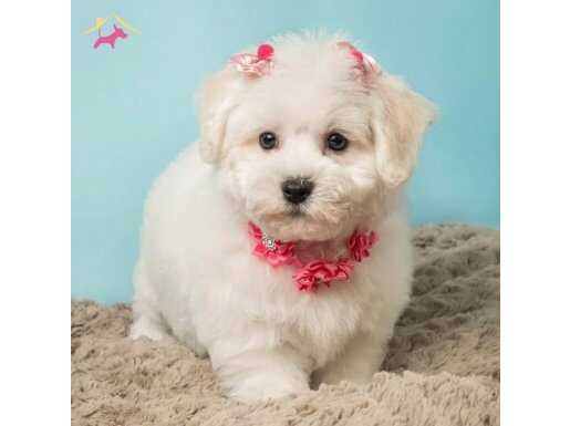 İpeksi Kar Beyazı 0 Numara Maltese Terrier | Sosyal Ortamın Yeni Yıldızı