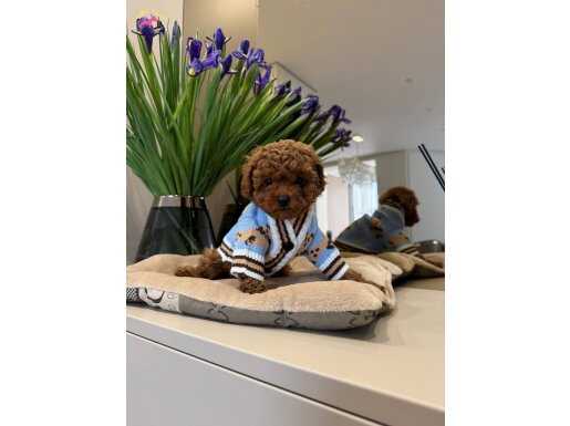 Ev Ortamında Sosyalleşmiş, Tüy Dökmeyen Safkan Toy Poodle Yavruları