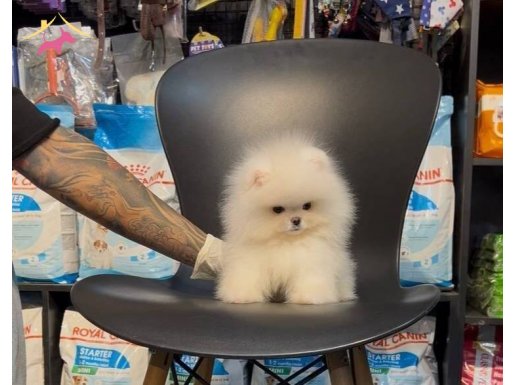 Ev Ortamında Sosyalleşmiş Pomeranian Boo Yavruları