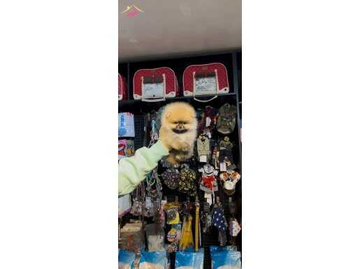 AYI SURATLI POMERRİAN BOO YAVRULAR EV ÜRETİMİ 