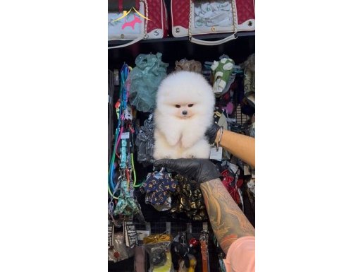 Ayı Surat Pomeranian Boo | Pasaportlu ve Irk Garantili Yavru