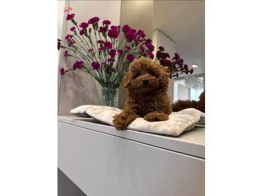 Kızıl Tonlarda Red Toy Poodle Sevimli Yavrular