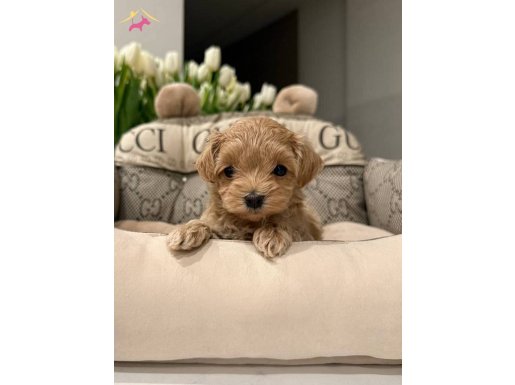 Kahve Tonlu Akıllı Maltipoo Yavruları