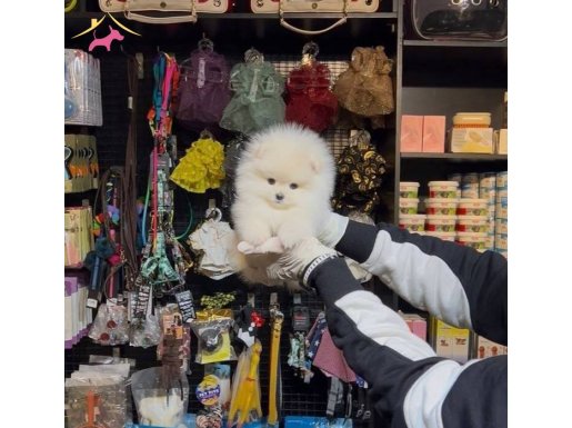 AYI SURATLI TEDDY BEAR POMERRİAN BOO YAVRULAR 