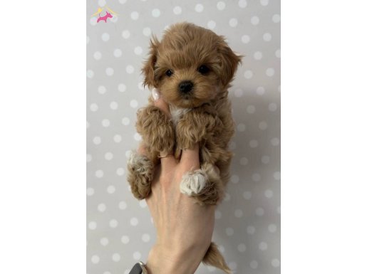 Toy Poodle Eğitilebilir Zeki Yavrular Ev Üretimi Köpek Dünyası