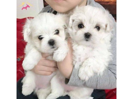 KAR BEYAZ MALTESE TERRİER CİNSLERİ 