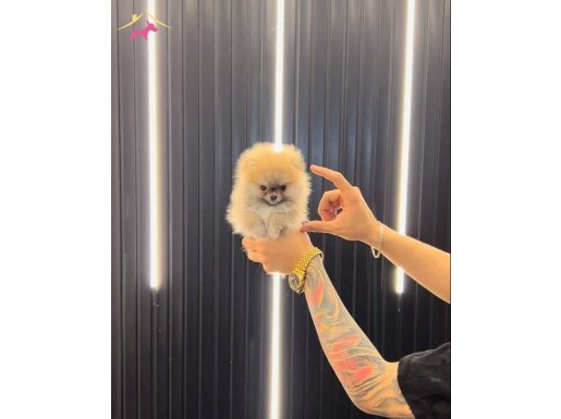 0 Numara Ev Ortamı Üretimi Pomeranian Boo Yavruları – Irk Garantili