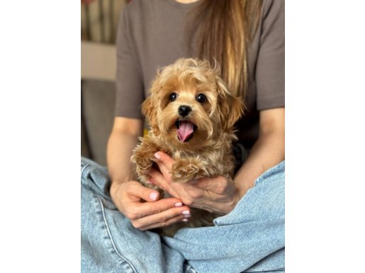 Maltipoo Yavruları Zekâsı ve Hipoalerjenik Tüy Yapısıyla Yeni Yuvasını Bekliyor
