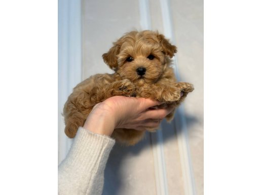 Kıvırcık Tüy Yapılı Kahve Tonlu Maltipoo Yavruları