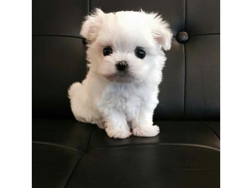 Ev Ortamında Yetişen Sıfır Numara Anti-Alerjik Maltese Terrier Yavruları