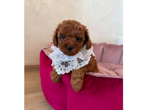 KIPKIRMIZI RED TOY POODLE SEVİMLİ YAVRULAR 