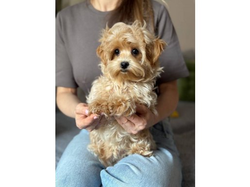 Ev Ortamında Yetişen Kahve Tonlu Maltipoo Cinsi Yavrular