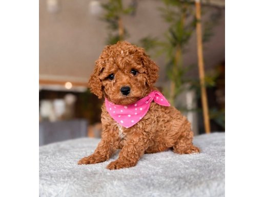 KAHVE TONLU MALTİPOO YAVRULARIMIZ OYUNCAK dEĞİL :)