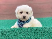 MALTESSE TERRİER  0 NUMARA 