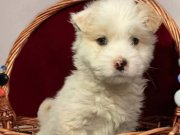 MALTİPO CİNSİ 0 NUMARA 