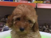 İpeksi Tüylü Maltipoo Yavrusu | Irk Garantili