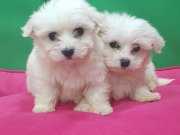 MALTESSE TERRİER  0 NUMARA 