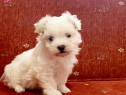 MALTESSE TERRİER  0 NUMARA 