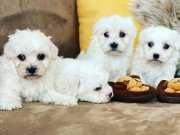 MALTESSE TERRİER  0 NUMARA 