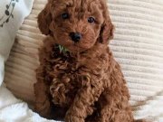 TOOY POODLE YAVRUMUZ 