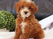 Maltipo cinsi yavrular 